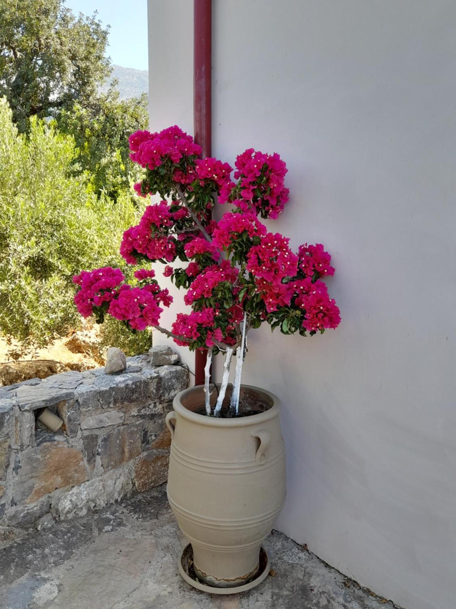 "Villa Kastania" Melidoni, Chania, Crete Exterior foto